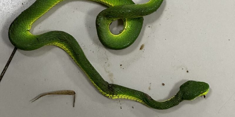 Nằm mơ thấy hình ảnh rắn màu xanh