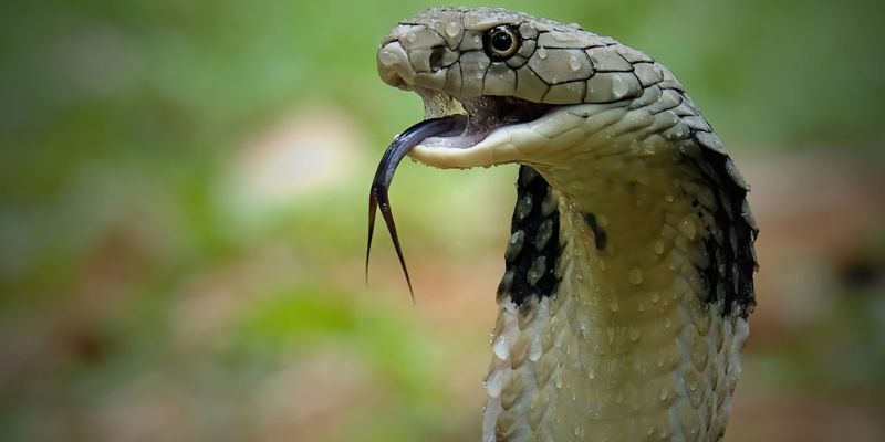 Ý nghĩa về hình ảnh rắn xuất hiện trong cuộc sống